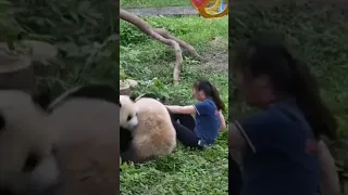 Pandas MAUL zookeeper in front of terrified onlookers