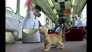 В Японии запустили поезд, где можно поиграть с животными и взять кошку домой