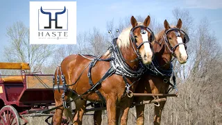 Invest in Excellence: Blaze & Thunder - Belgian Working Draft Horse Team for Sale (606) 303-5669