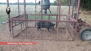 Hog Trapping Success - Custom mobile hog trap