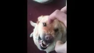 Very Angry Dog Attacks!