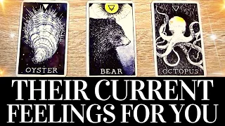 PICK A CARD💓😍 Their CURRENT FEELINGS For YOU! 😍💓 They want you to know THIS! 🌟 Love Tarot Reading