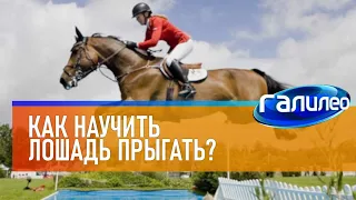 Galileo 🐎 How to teach a horse to jump?