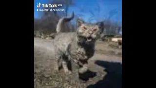 раненые коты 😭😭😭😭😭😭😭😭😭😭😭😭😭