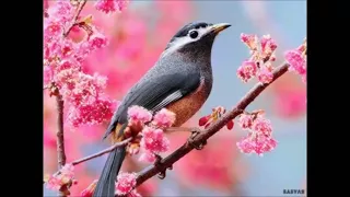 Поздравление с Весной! Красивая Весенняя Музыкальная Открытка Поздравление