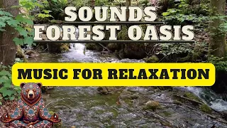 Relaxing music - forest symphonies for your peace🎶💧