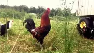 Rooster Crow in Slow Motion