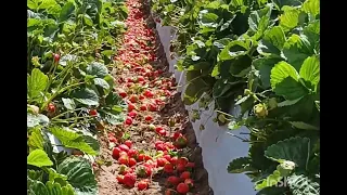 así es cómo acabamos tirando la fruta por las fuertes lluvias🌨☔️aquí en santa maria