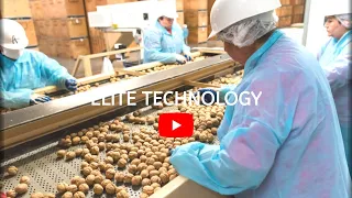 Amazing Walnut Processing Plant With Modern Lines, Walnut Harvesting Peanut Harvesting Machine