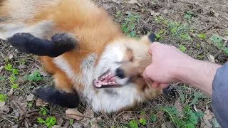 Alice the Fox. How the fox communicates with our junior dog.
