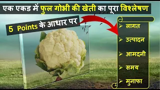 एक एकड़ फुल गोभी की खेती में लागत, आमदनी और प्रॉफिट की पूरी जानकारी | Cauliflower Farming In India