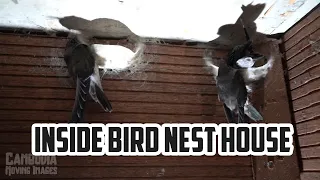 Inside Bird Nest House in Koh Kong | Ches Sak Bird Nest House