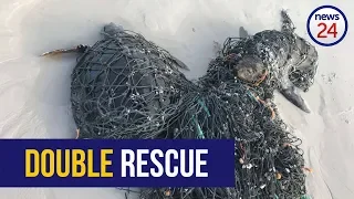 WATCH: Seal and turtle rescued from fishing net