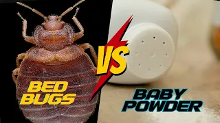 Does Baby Powder REALLY work for Bed Bugs?  [COMPLETE Tutorial]