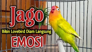 Suara Burung LOVEBIRD NGEKEK PANJANG GAcor PANCING EMOSI, SUARANYA JADIKAN LABET BISU LANGSUNG Bunyi