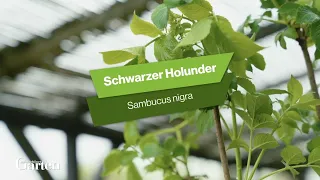 Schwarzer Hollunder: Tipps zur Pflanzung und Pflege