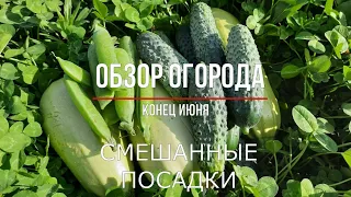 ОБЗОР ОГОРОДА В КОНЦЕ ИЮНЯ / СМЕШАННЫЕ ПОСАДКИ