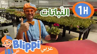 Watch Plants Grow! - تعلم عن الزراعة والطبيعة مع بليبي | برنامج بليبي التعليمي | بليبي بالعربي