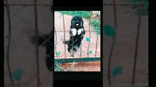 short#funnyvideo #animalshorts #animallover #trendingshorts #popularshorts #viralshortvideosviral#