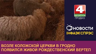 Возле Коложской церкви в Гродно появился живой рождественский вертеп