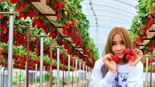 The Success of Strawberry Farming in Japan - Sweet Red Strawberry | Japanese Modern Agriculture Tech