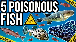 5 Poisonous Fish From Around The World