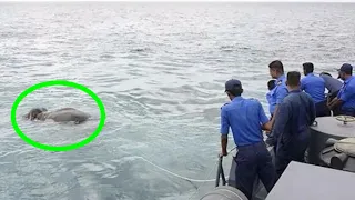 Что-то барахталось в воде, моряки в ужасе закричали, когда поняли что это!