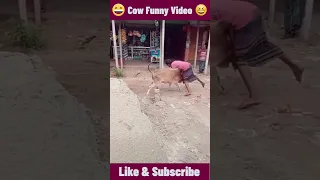 cow viral funny video | funniest cow video Qurbani 2023 ever | #shorts #viral #unrevealedshorts