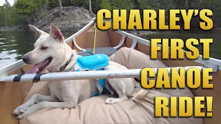 Tom Green Takes His Puppy Charley For Her First Canoe Ride And Swim