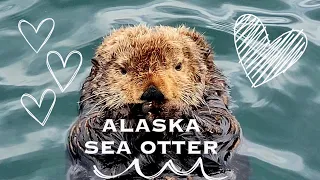 Alaska Sea Otter George