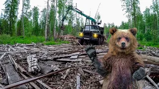Приехал на Урале в лес. А там медведи! Чудом выехал назад...