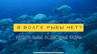 В Волге рыбы нет? ЗРЕЛИЩНАЯ ПОДВОДНАЯ ОХОТА ЗИМОЙ 2022. Щука в огромной стае