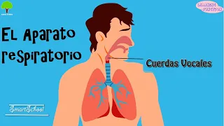 La Respiración y el Aparato Respiratorio | Videos Educativos para Niños