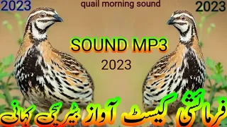 бедана Садои Bedana Sayrashi Quail Hunting Sounds quil sounds بٹیروں کی آواز l birds king kpk.