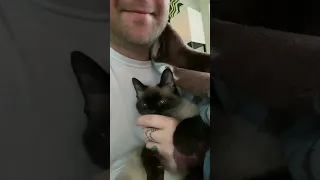 Hamburger The Siamese Cat Loves Her Papa! #cat #catlover #shorts