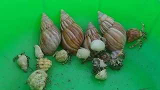 mencari dan menemukan kelomang besar dan kecil di pantai, hermit crab, Umang-Umang, kelomang darat