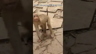 Poor Abandoned Baby Zuri  #monkey