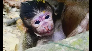 Welcome Newborn Baby monkey Just born ! But Sad to see purple face small body not sucking-cry-weak.