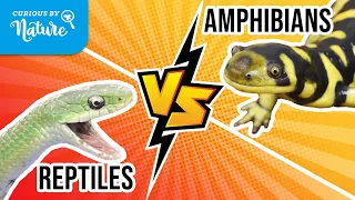 Reptiles Vs Amphibians - What's the Difference?