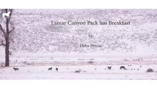 Lamar Canyon Pack on a deer carcass in Lamar Valley