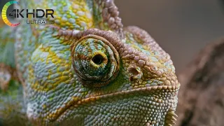 Cute Animals 4K 🦚🐛 Animal Families - Human Relax film by peaceful relaxing music video Ultra HD