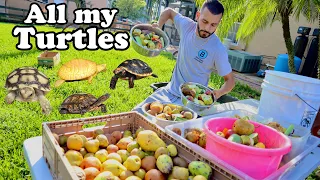 *FULL TOUR* FEEDING For ALL MY TURTLES & TORTOISES!