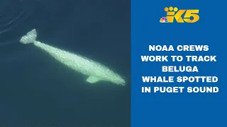 NOAA crews work to track beluga whale spotted in the Puget Sound