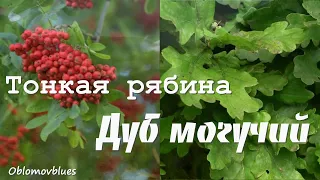 Тонкая рябина - Дуб могучий #oblomovblues (The Slender Rowan Tree Russian folk song)