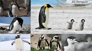 All Penguin Species in the World