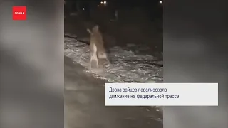 Драка зайцев парализовала движение на трассе