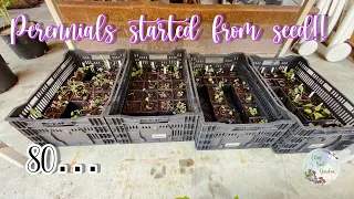 Repotting Perennials Started from Seed | This could/should be done way earlier 😅 | Clay Soil Garden