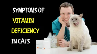 Symptoms of Vitamin Deficiency in Cats | Observe Your Cat’s Behavior and Appearance