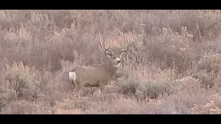 Shots Fired! 2021 Colorado Mule Deer 3rd Season Rifle Ep 3