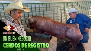 El negocio de CRIAR CERDOS DE REGISTRO 2/2